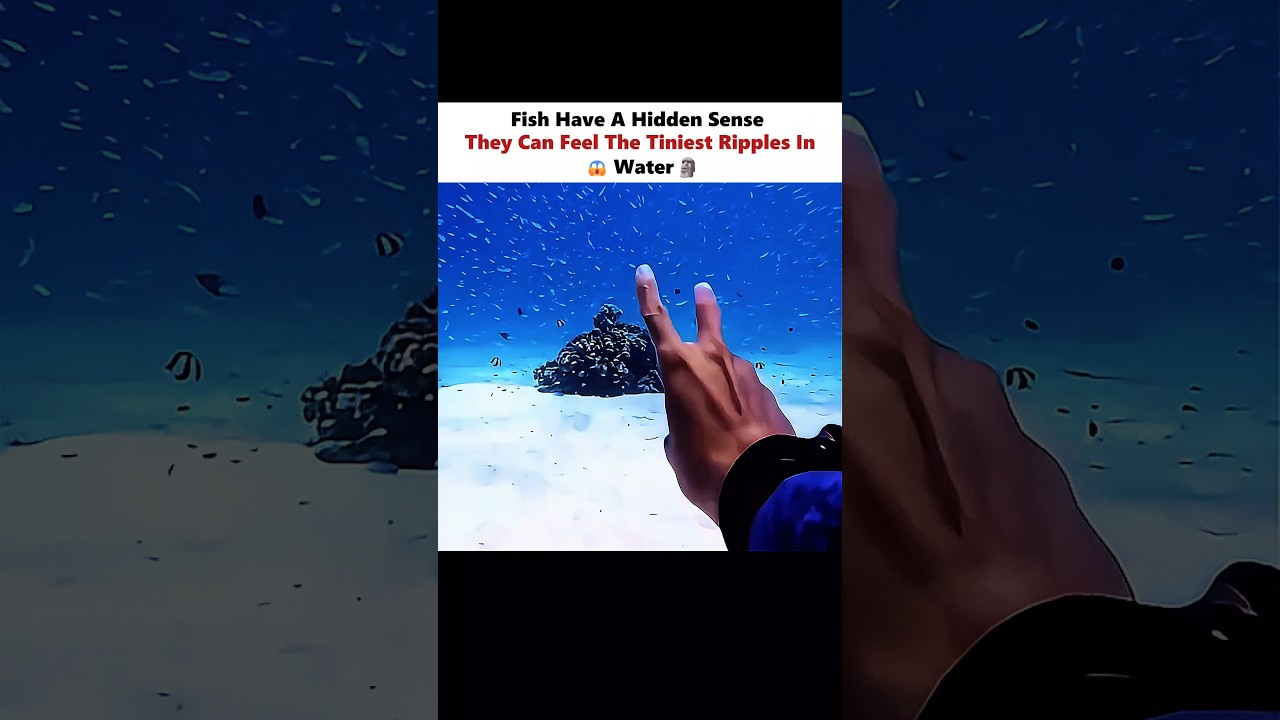 Fish Use Lateral Line for Sensory Detection 🐟