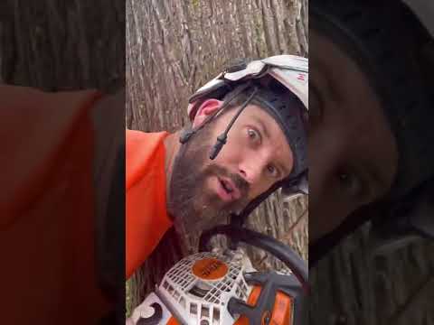 How to cut a tree down using a traditional notch!!