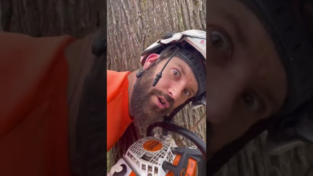 Master the Traditional Notch Technique to Safely Cut Down a Tree 🌳