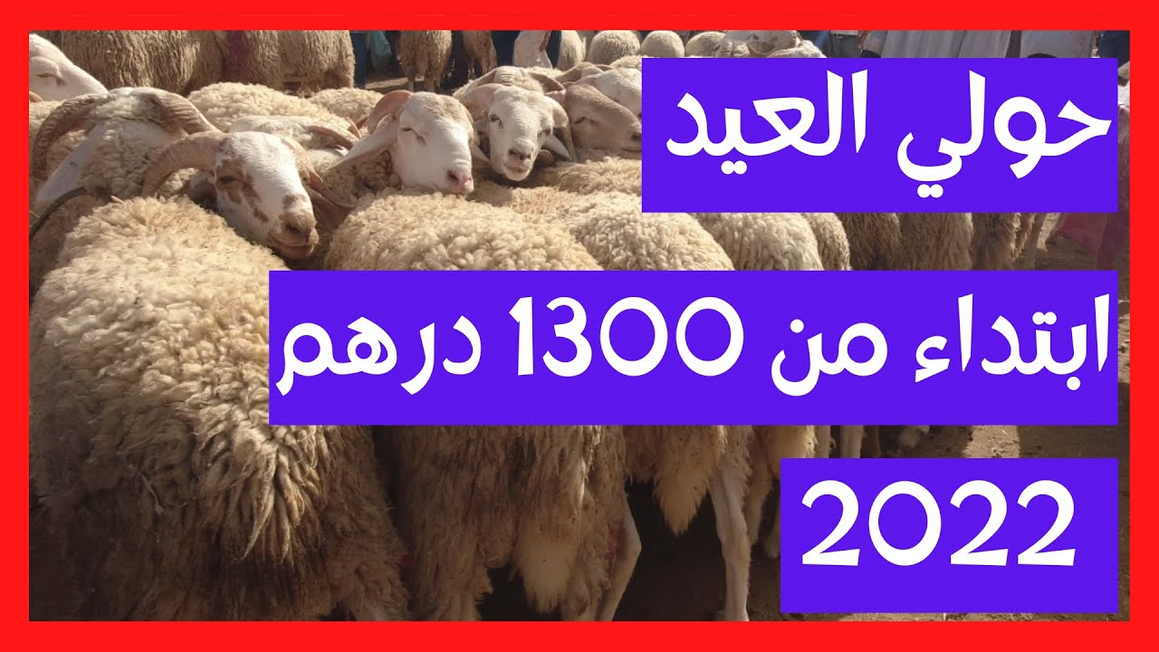 أسعار خروف العيد 2022 في وجدة: سوق الجمعة سيدي يحي 🐑