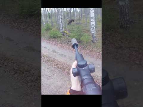 Hunting a big moose at very close #hunting #chasse #moose #deer