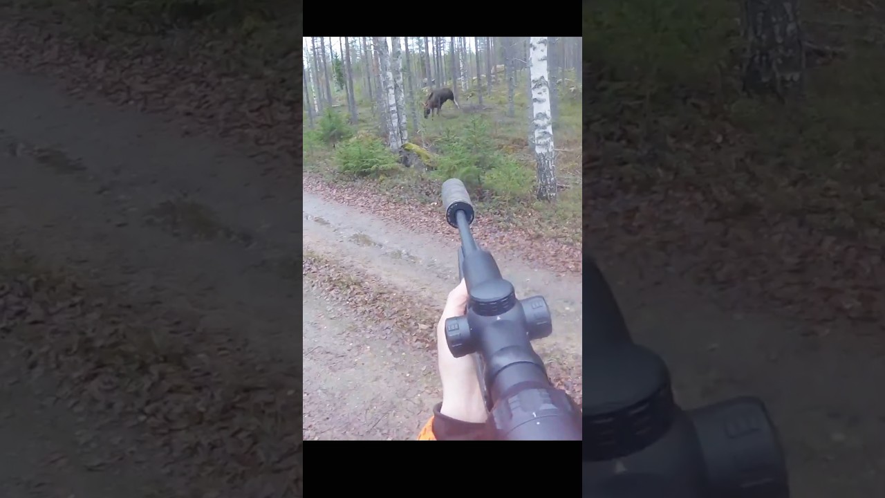 Epic Close-Range Moose Hunt 🦌 Experience the Thrill of Big Game Hunting