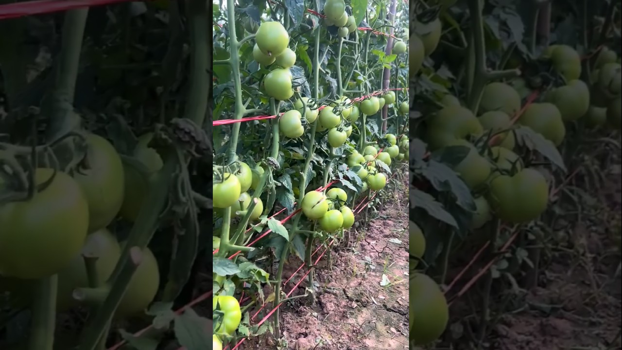 Tomato Farming Tips for High Yield ๐