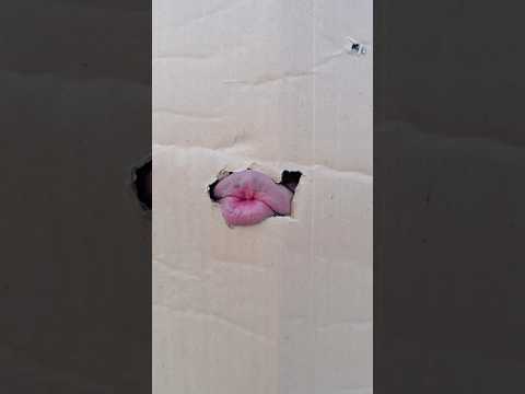 mummy ki roti gol gol 😂❤️ #shorts