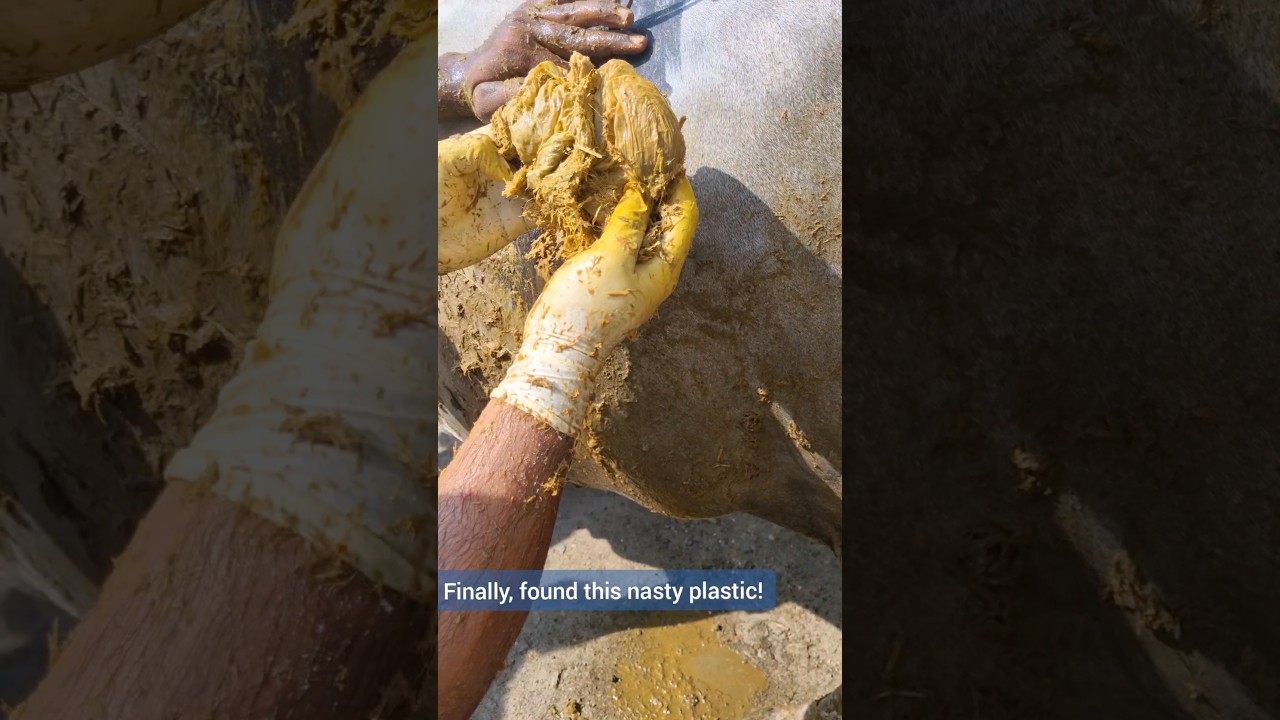 Cow's Rumen Plastic Removal Highlights Waste Management ๐