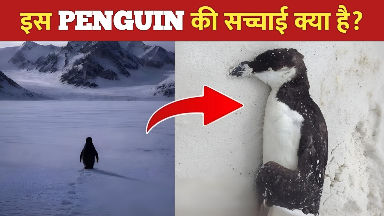 Antarctica का ये Penguin अकेला क्यों चल रहा है? 🐧