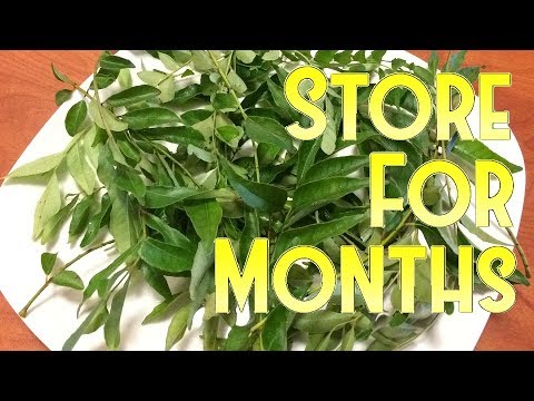 Storing Curry Leaves for Months 🌿