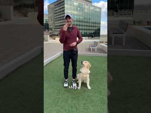 Trick training to build a bond with your dog!