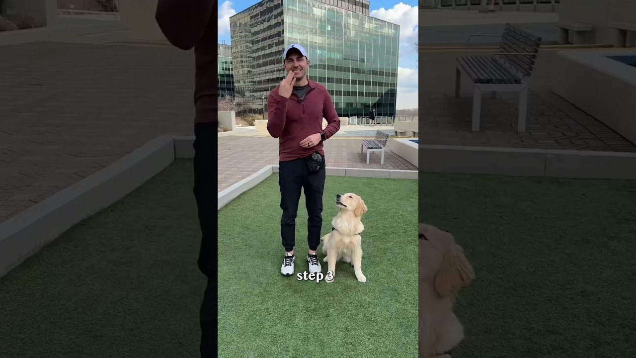 Build a Stronger Bond with Your Dog Through Fun Trick Training 🐶