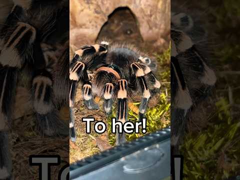 Feeding my BIG Tarantula! #tarantula #spider #feeding #arachnid #tarantulas #tarantulafeeding #fy