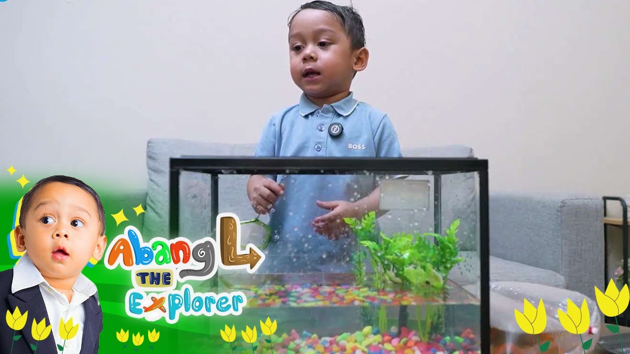 Abang L Mulai Pelihara Ikan di Akuarium π