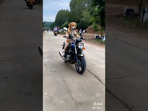 Main nikala o Gaddi leke #song #dog#dog #music lover#animal#doge#dog shorts