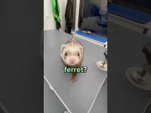 Difference Between Weasel and Ferret? 😳