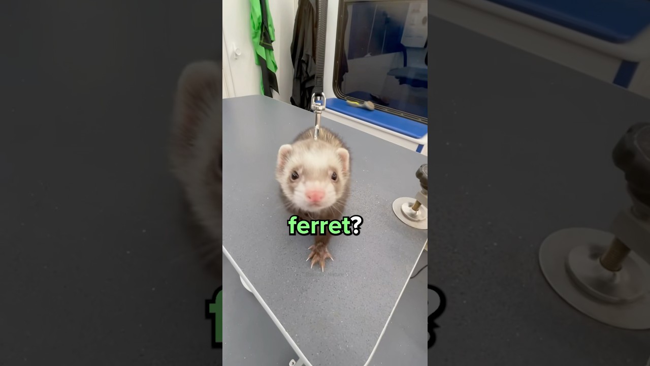 Weasel vs. Ferret: Key Differences You Need to Know 🐾