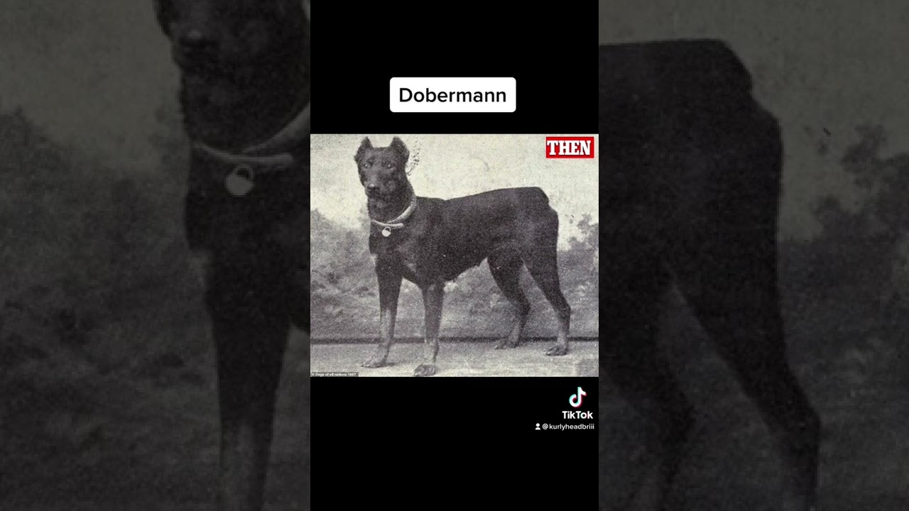 Dog Breeds Then & Now ๐ถ
