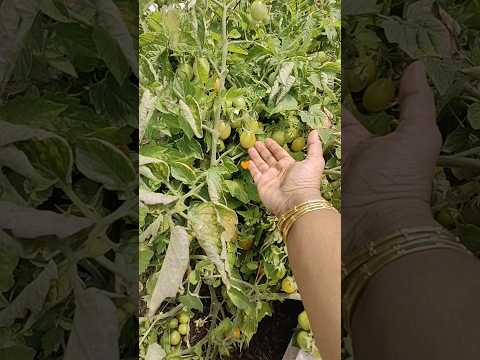 🧡🍅Chotu Tomatoes🍅Feelgood Moments #happymind#feelgoodvibes #stressfree#yoga#gardening #happyhormones