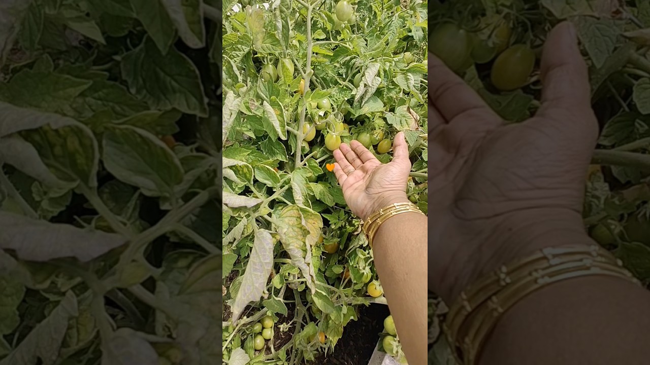 Chotu Tomatoes: Boost Your Mood with Feel-Good Gardening 🍅