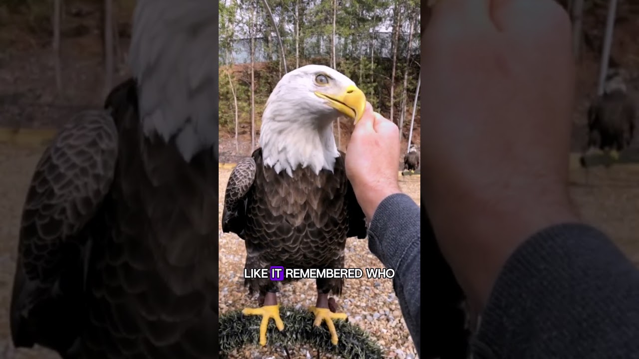 Incredible Rescue: Watch This Injured Eagle's Heartwarming Recovery 🦅