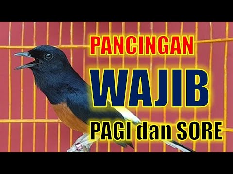 PANCINGAN MURAI BATU GACOR BONGKAR ISIAN , NAIKKAN EMOSI MURAI BATU MALAS BUNYI AGAR GACOR dor
