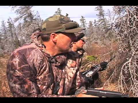 Archery World Record: Hunting a Brown Bear π»