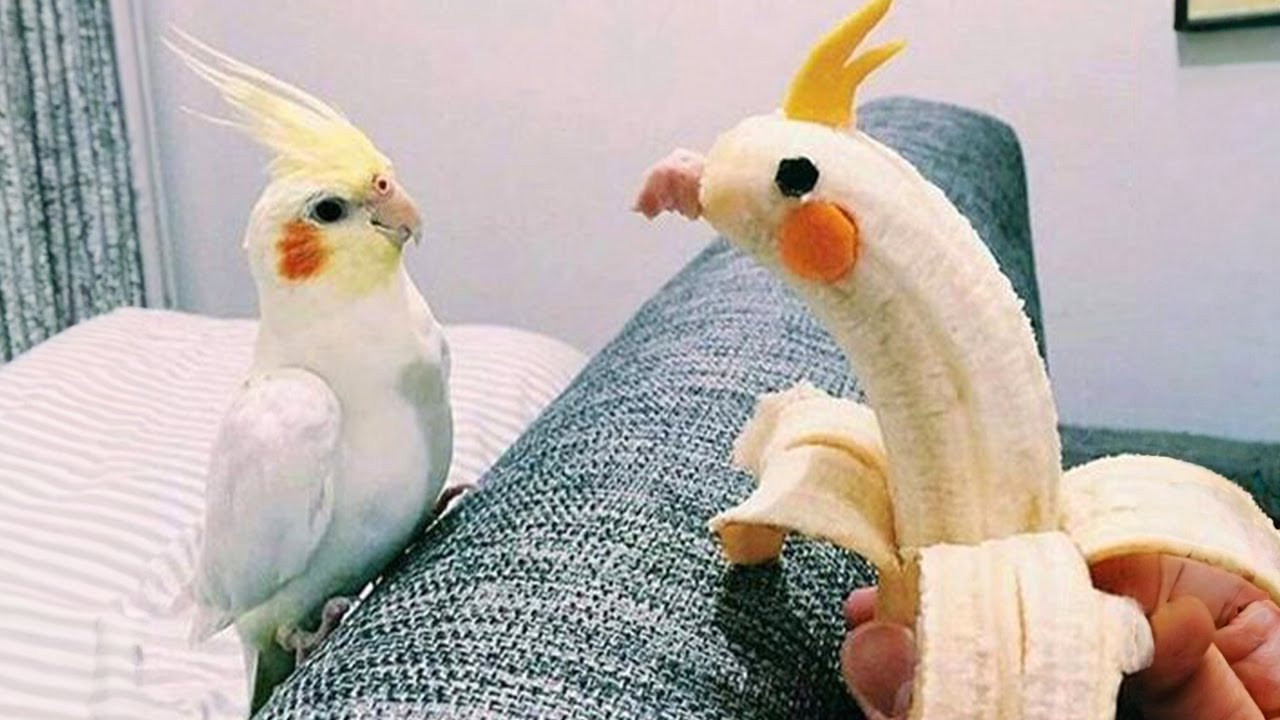 Hilarious Parrots That Will Make You Laugh 😂