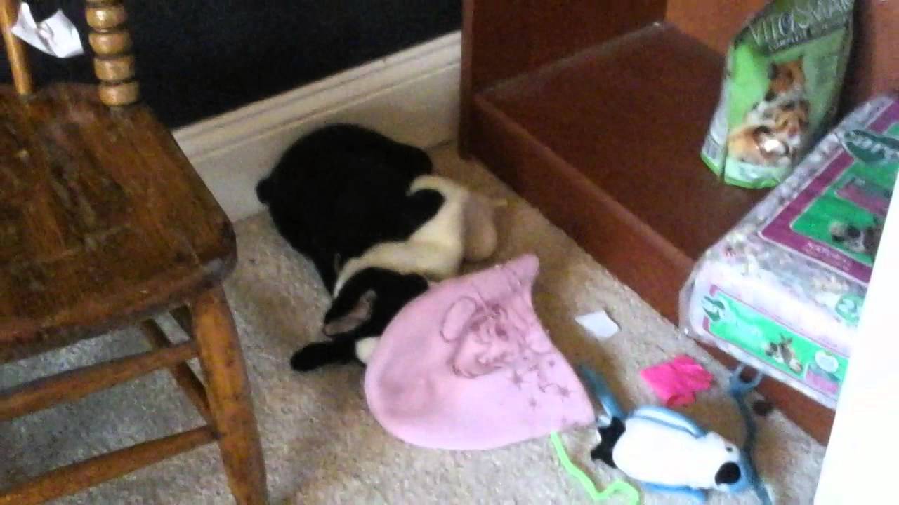 Meet Hamizilla: My Pet Hamster πΉ