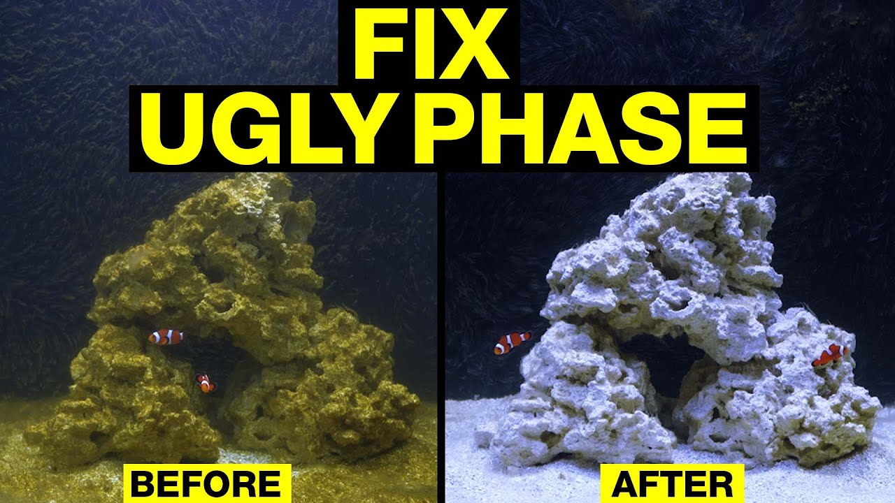 Top 10 Easy Fixes to Clear the Brown Phase in Your Saltwater Tank 🌊