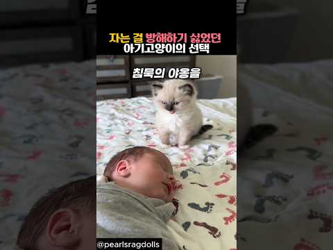 1분라쿤맨