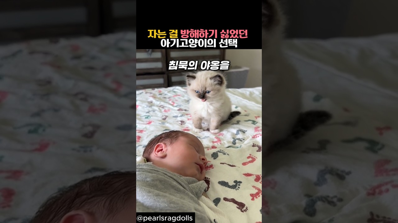 귀여운 아기 고양이의 귀여운 선택 🐱