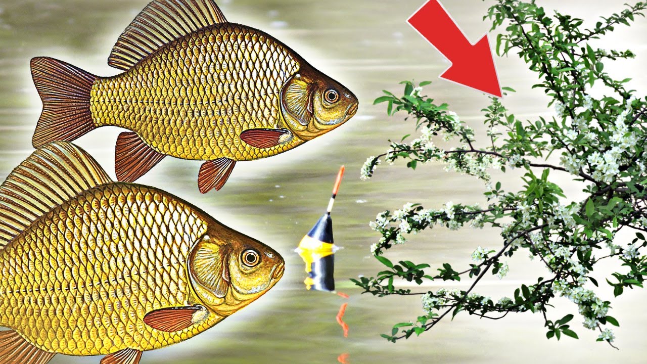 Караси клюют массово при цветении куста 🌸