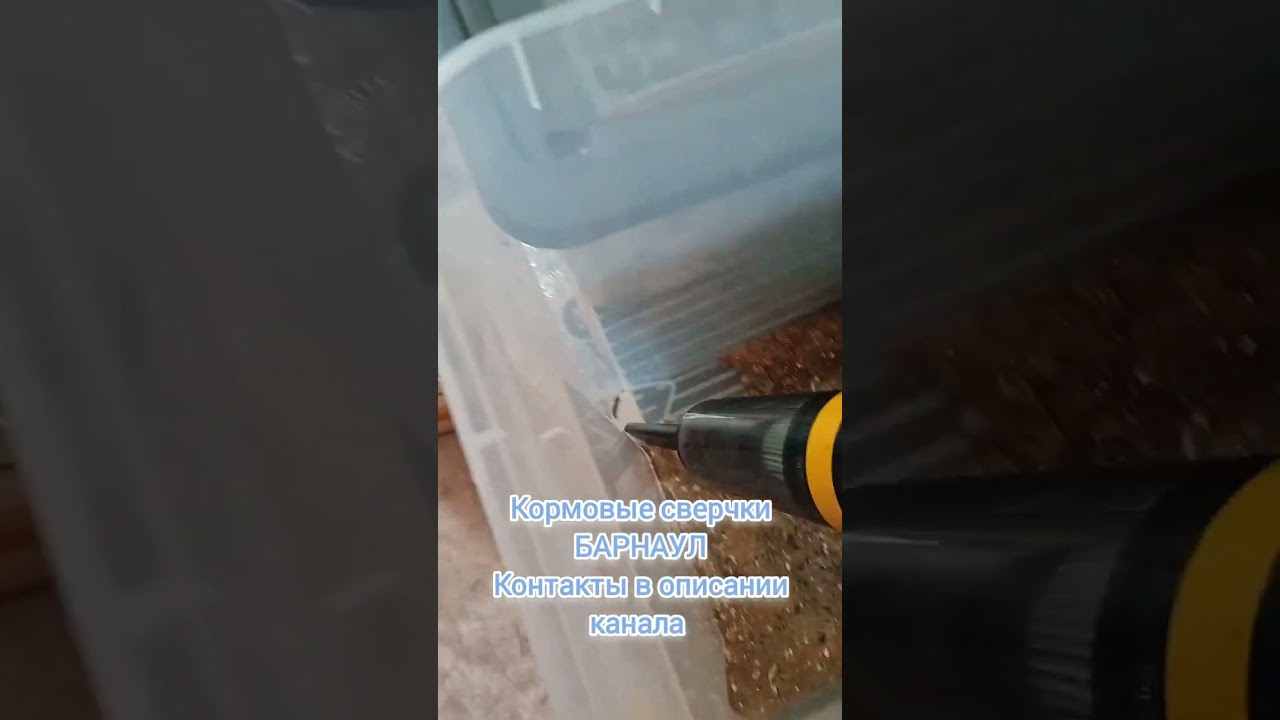 Уборка у Сверчков и их кормовые насекомые 🦗