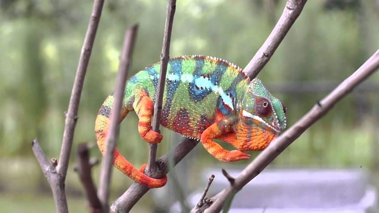Real Chameleon Changing Colors 🦎