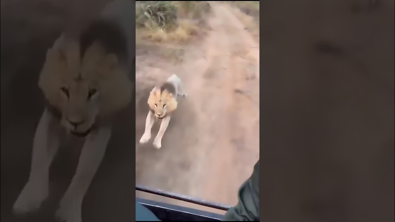 African lion attack safari car 🚗🚨#shots #shorts