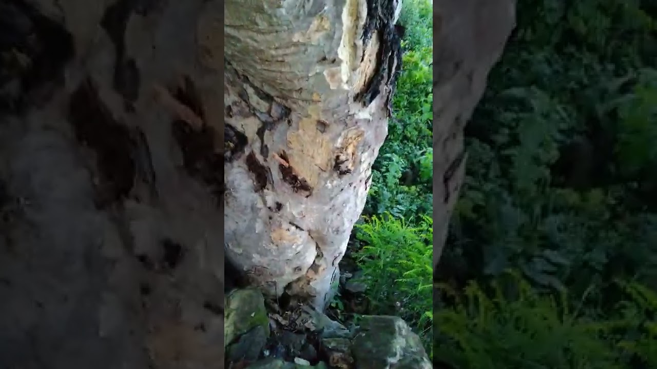 Gond Katira tree