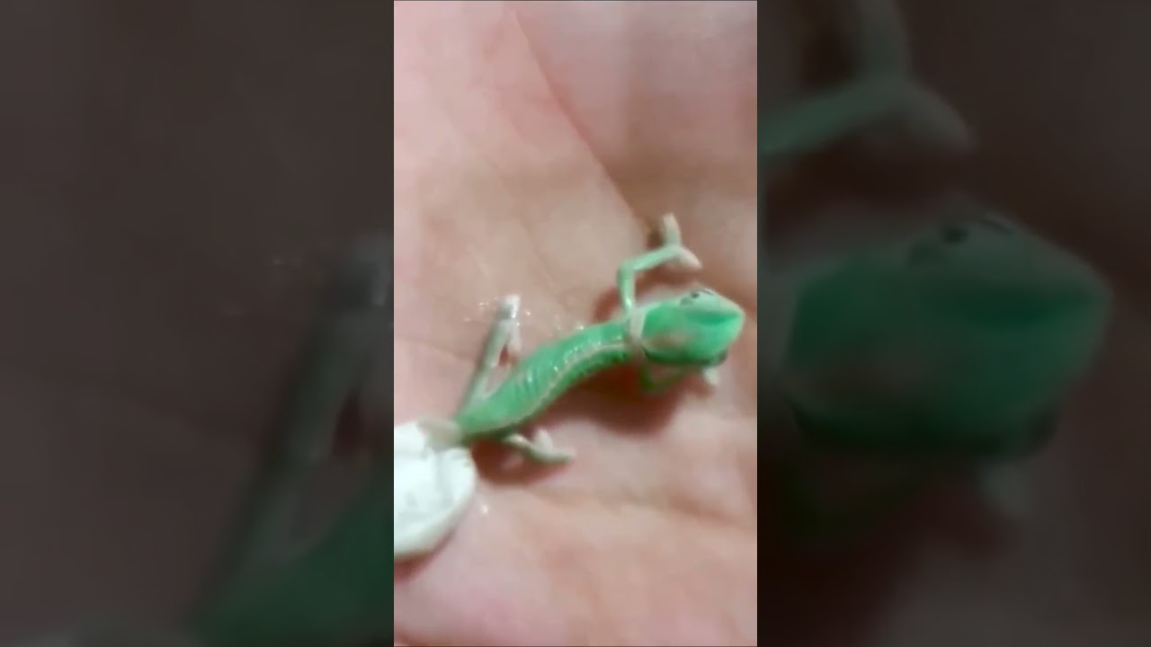 Baby Chameleon Changes Color for the First Time 🎨