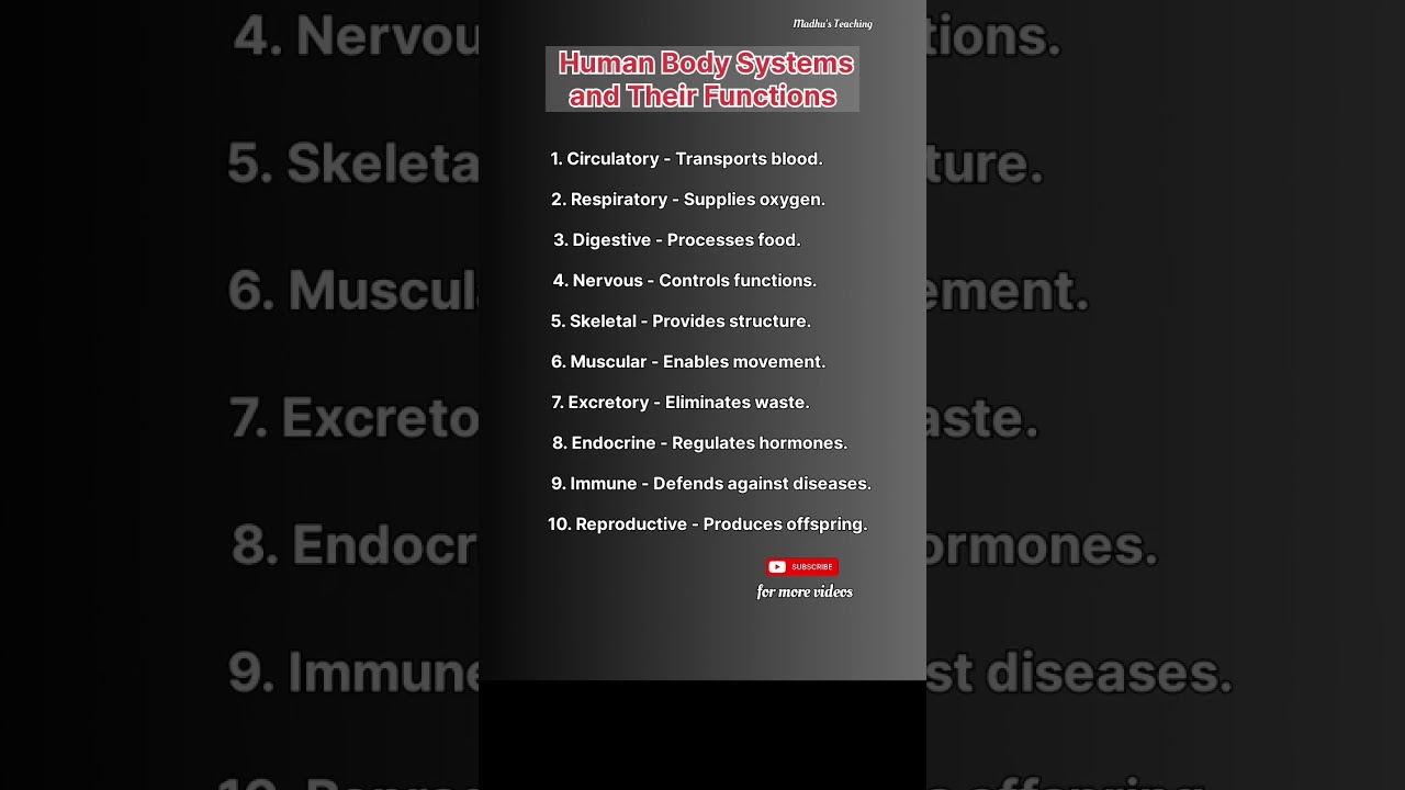Human Body Systems & Their Functions 🧬
