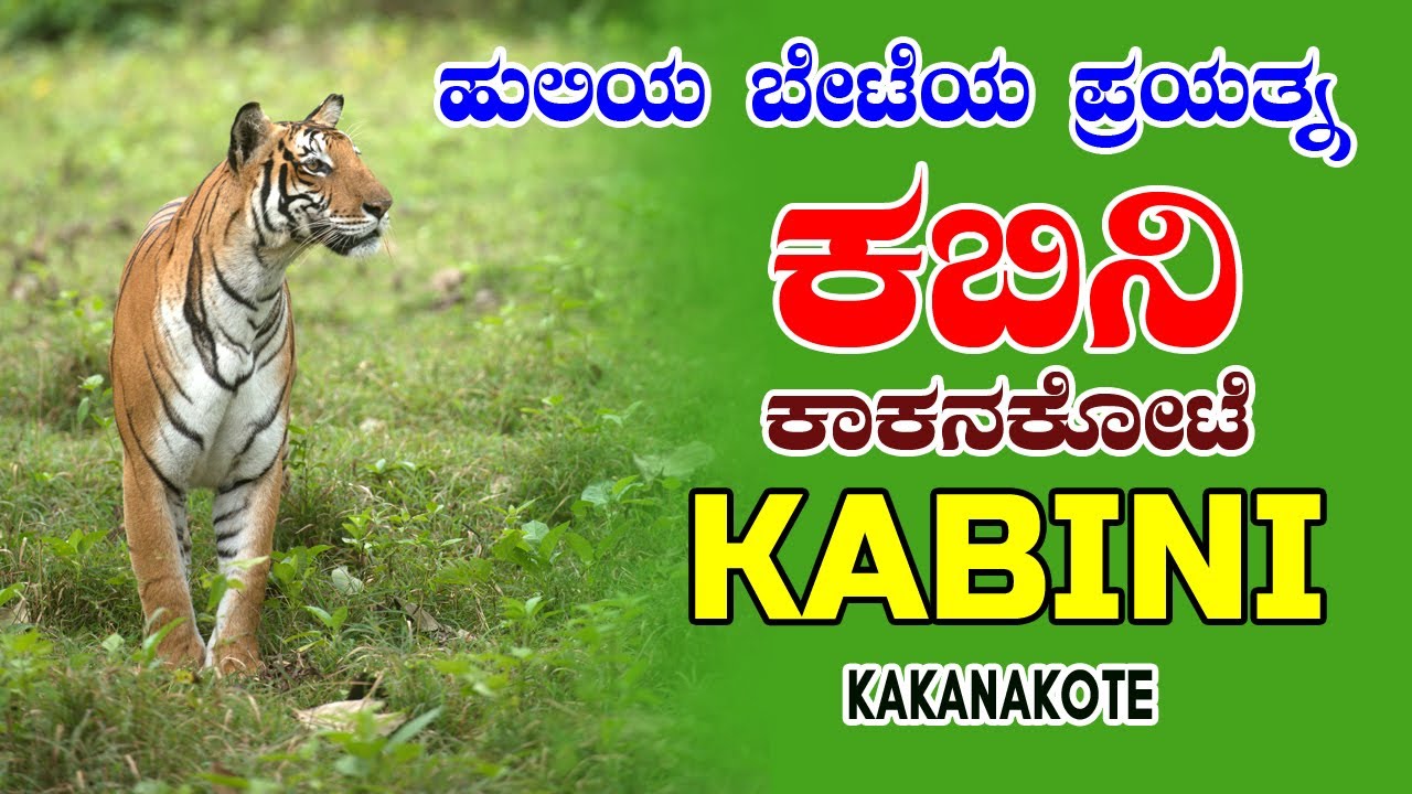 Tigress Hunts in Kakanakote Safari 🐅