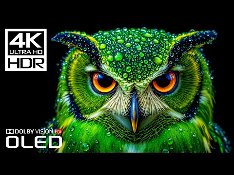 Most High Quality Dolby Vision 4K 120 FPS HDR Video