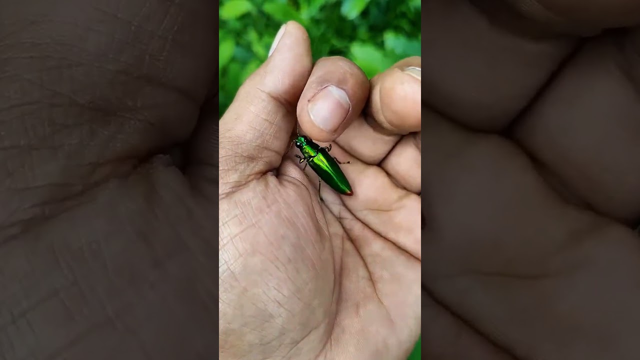 Smaller Shiny Jewel Beetle Part 2 🪲