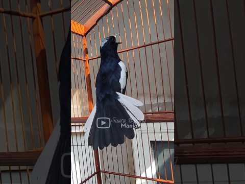 PANCINGAN KACER BIKIN EMOSI #kacergacor #kacer