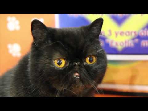 Oh Hai - Parry Gripp ft. Dinky the Cat 🐱