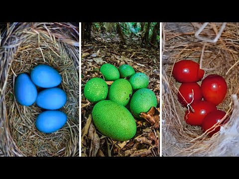 20 Top 20 Most Amazing Bird Eggs 🥚