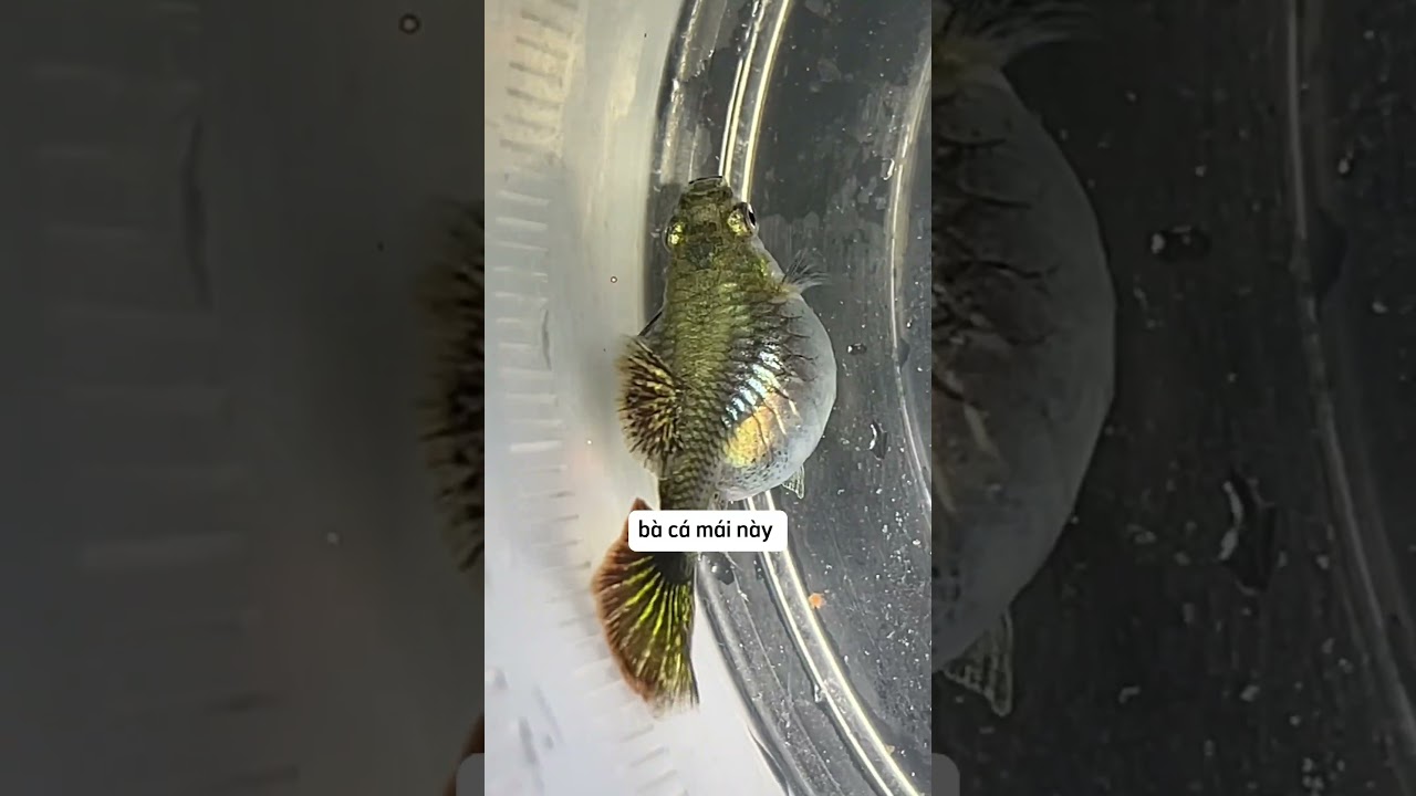 Em Cá Bảy Màu Độc Lạ & Cái Kết Buồn 🐟