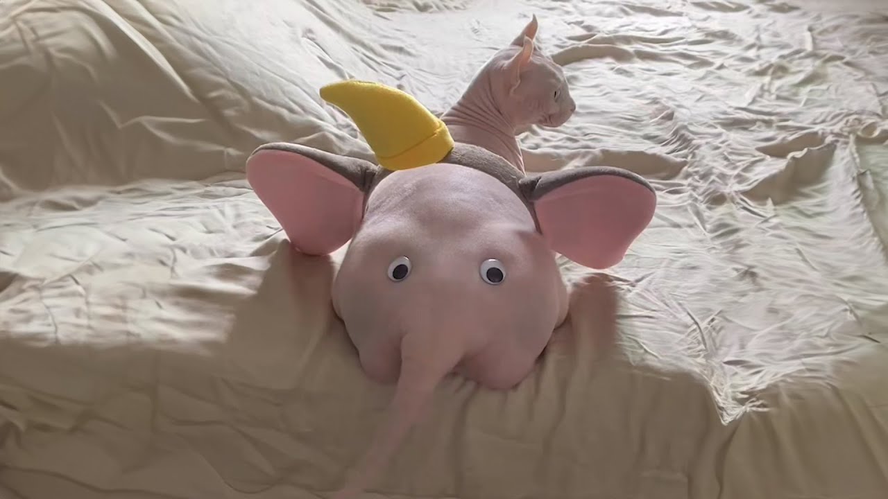 Duel de Dingueries 3: Festival des Chats au Grand Rex 🐱