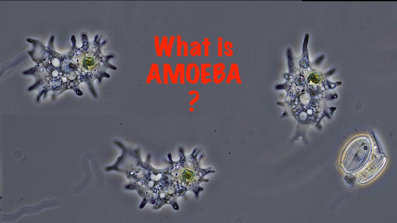 What Is an Amoeba? | Simple Explanation