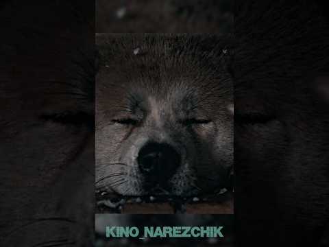 Ждал хозяина 9 лет, но он так и не вернулся 💔 / Хатико: Самый верный друг (2009) #фильм #хатико