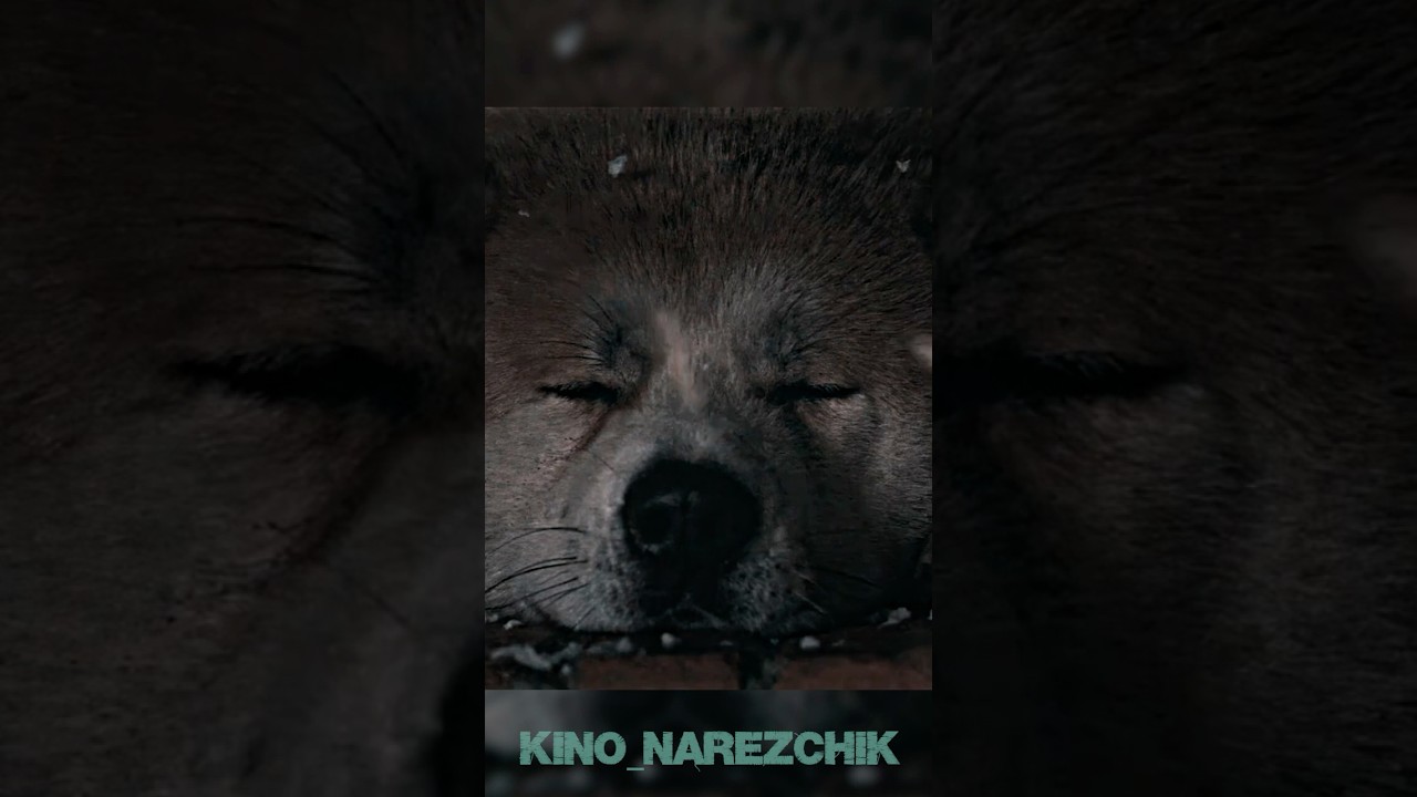 История верности: Собака Хатико ждала хозяина 9 лет 💔