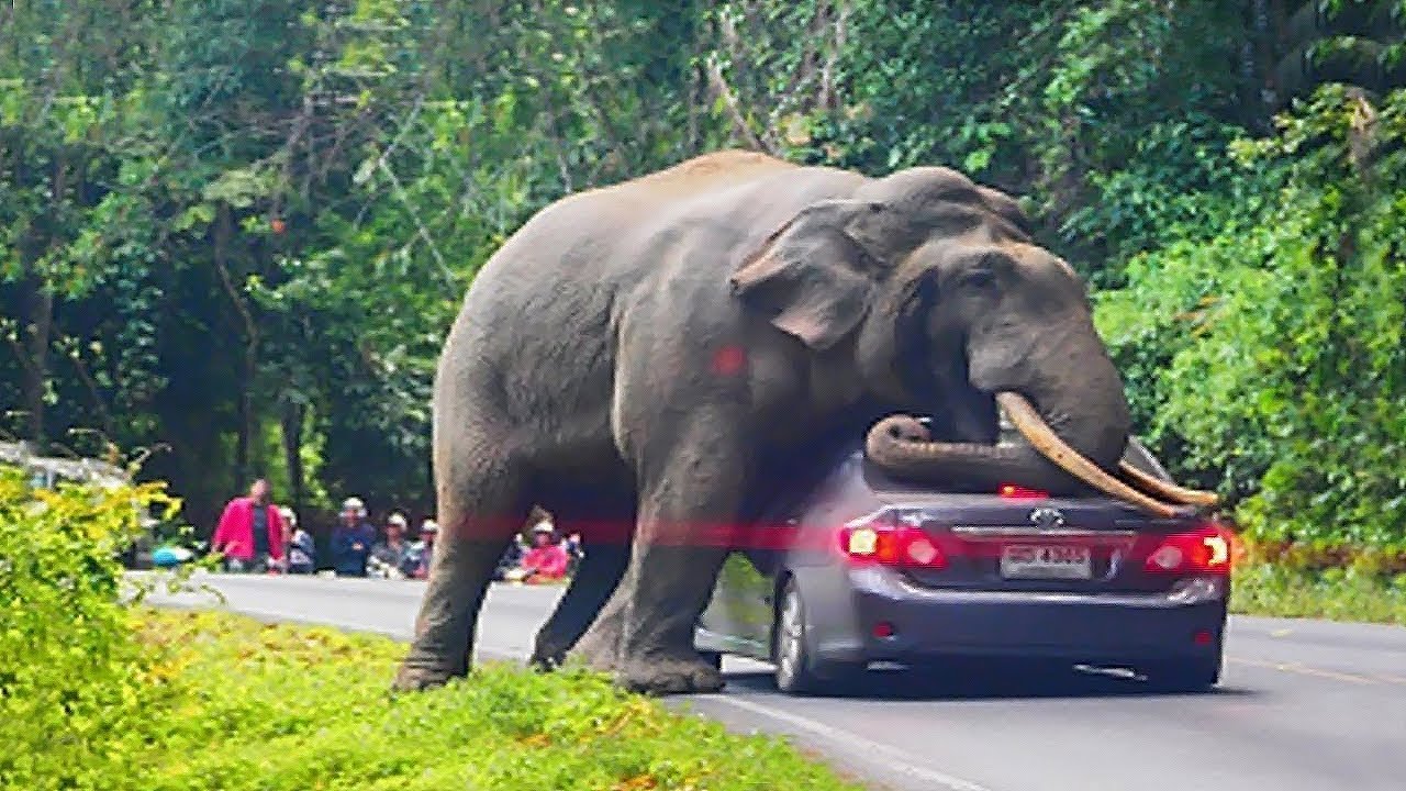 Amazing Animal Moments Caught on Camera ๐พ