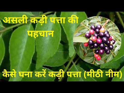 कड़ी पत्ता (मीठी नीम) का पेड़ | कड़ी पत्ता कैसे घना करें | कड़ी पत्ता के फायदे | kadi patta plant