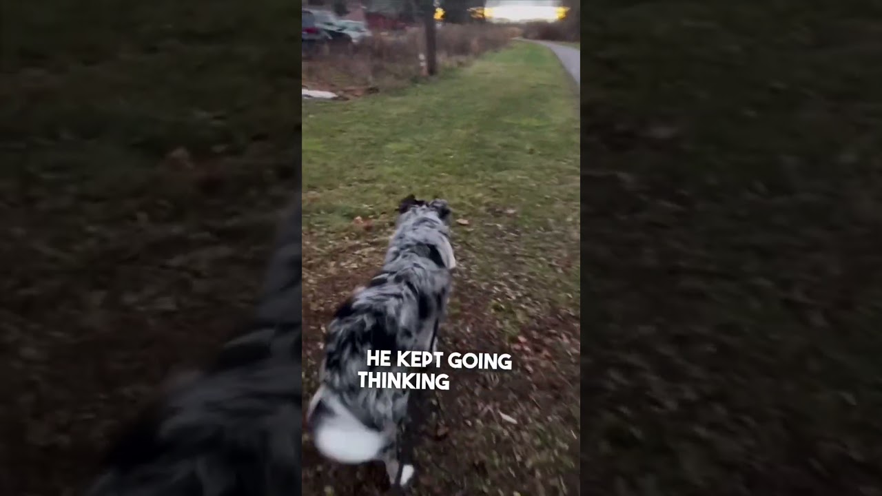 Dog recognizes her in public after not seeing her for 6 months 👏❤️
